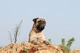 BULLMASTIFF 243